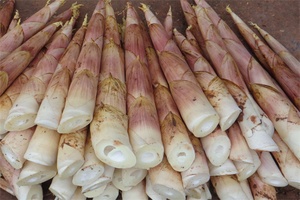 早园笋 - 和风乐游农庄