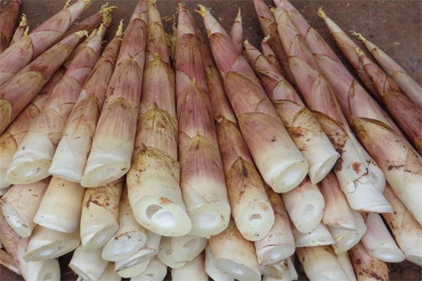 早园笋(图1)