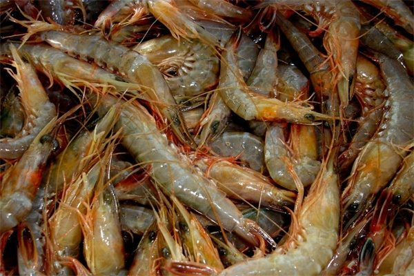 青虾(图1)