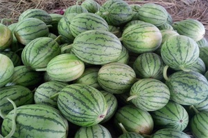 雷甸西瓜 - 和风乐游农庄