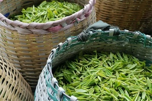 德清茶叶 - 和风乐游农庄