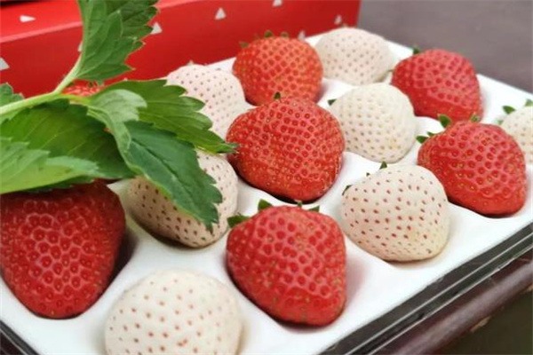 溧水草莓(图2)