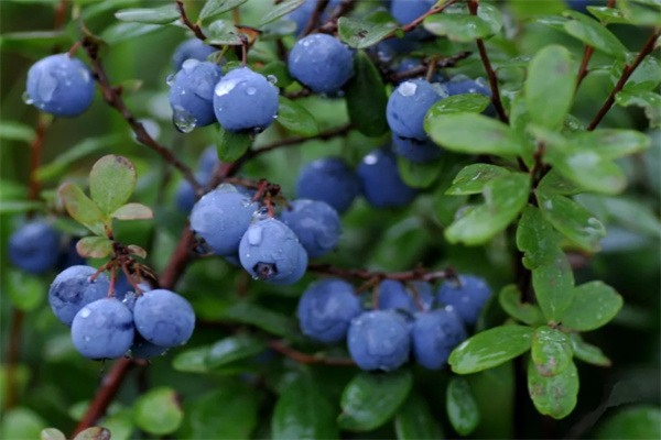 六步山蓝莓(图1)