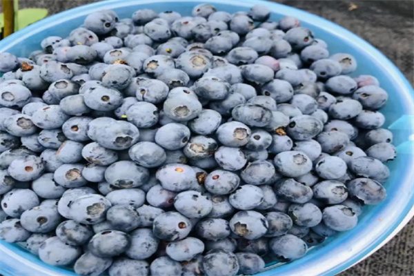 六步山蓝莓(图2)