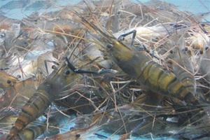 永宁青虾 - 和风乐游农庄