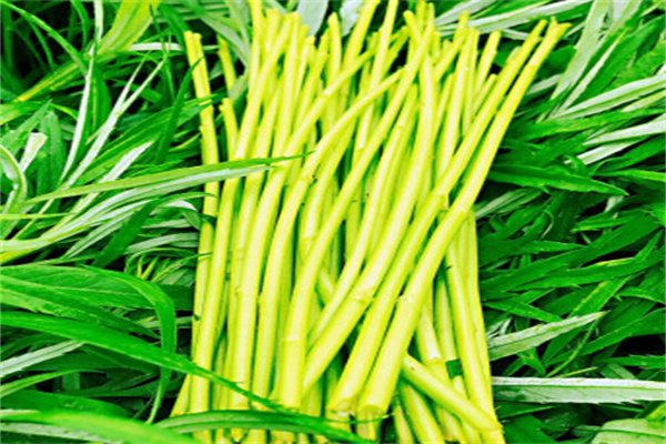 八卦洲芦蒿(图1)