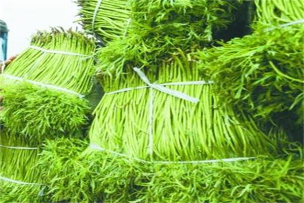 八卦洲芦蒿(图3)