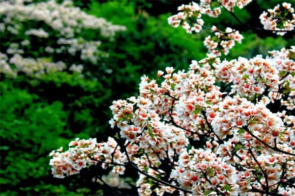 二龙山花园(图2)