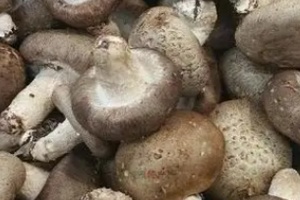 连平香菇 - 和风乐游农庄