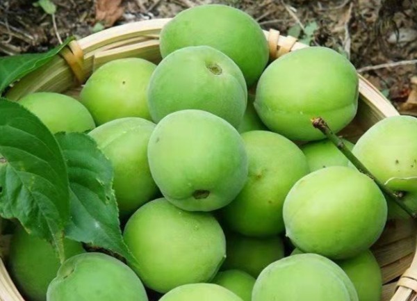 陆河青梅(图3) 陆河青梅(图3)