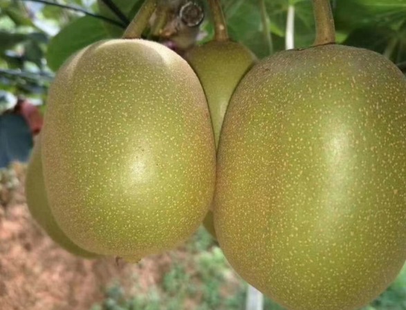 和平红阳猕猴桃(图1)