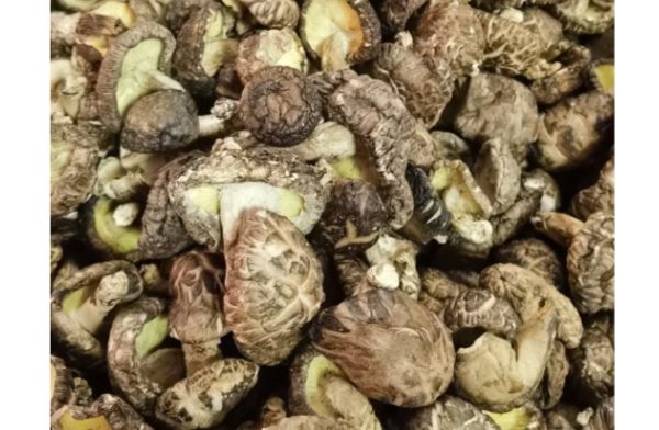 连平香菇(图1) 连平香菇(图1)