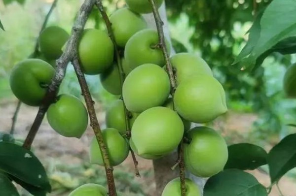 陆河青梅(图1) 陆河青梅(图1)