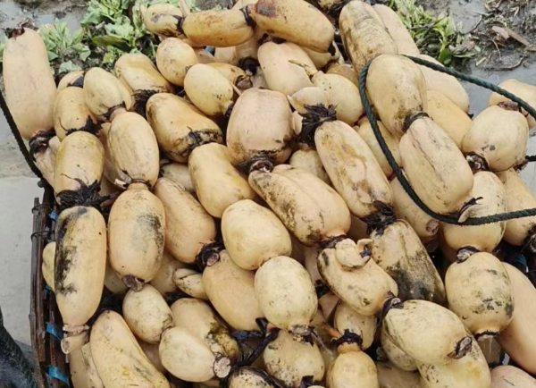 陆丰莲藕(图1) 陆丰莲藕(图1)