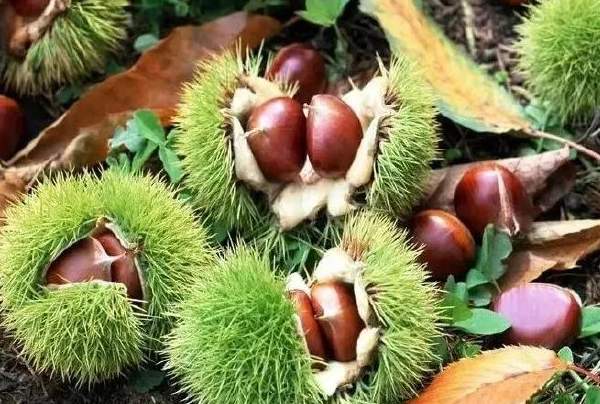 东源板栗(图1) 东源板栗(图1)