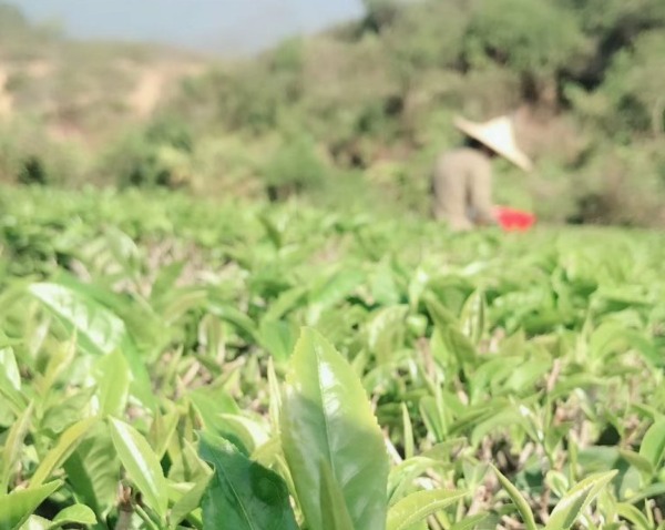 莲花山茶(图1) 莲花山茶(图1)