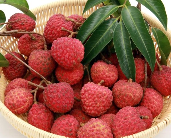 凤山红灯笼荔枝(图2)