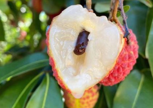 凤山红灯笼荔枝(图4)