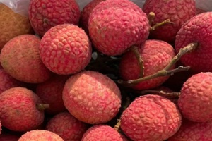 凤山红灯笼荔枝 - 和风乐游农庄