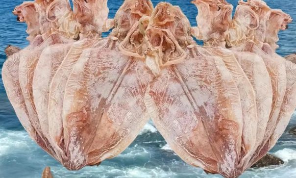 金厢鱿鱼干(图2)