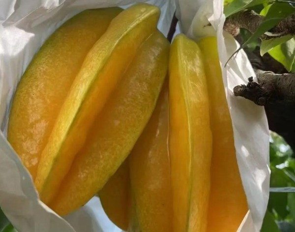 华侨红杨桃(图1)