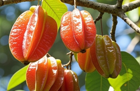 华侨红杨桃(图3)