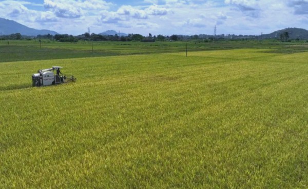 海丰油占米(图1)