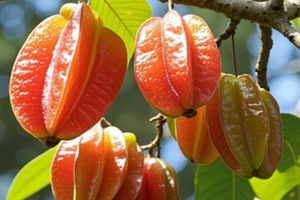 华侨红杨桃 - 和风乐游农庄