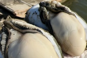 晨洲蚝 - 和风乐游农庄