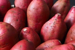 陆丰甘薯 - 和风乐游农庄