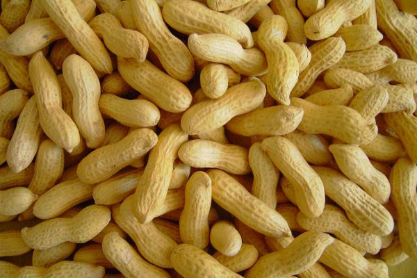 新昌小京生(图1)