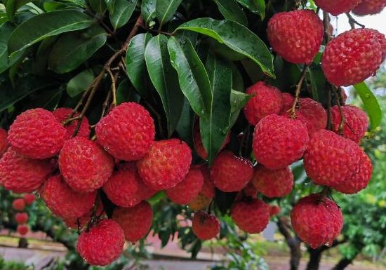 凤山红灯笼荔枝(图1)