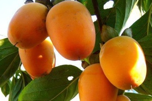 牛心柿 - 和风乐游农庄