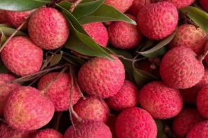 罗浮山荔枝 - 和风乐游农庄