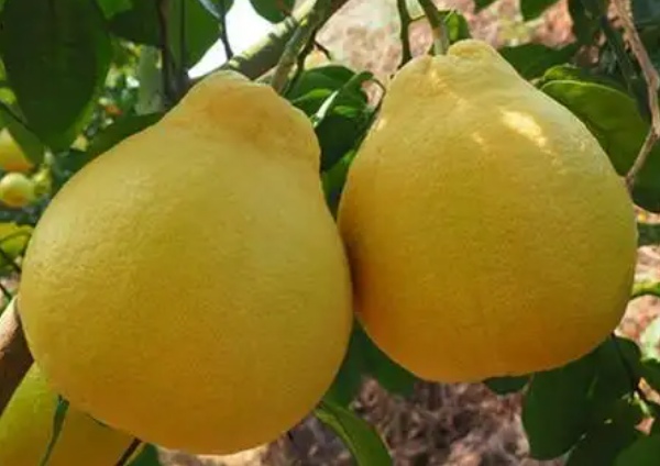 梅州金柚(图1)