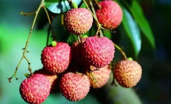 罗浮山荔枝(图2)