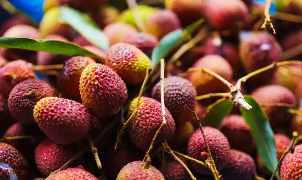 罗浮山荔枝(图4)