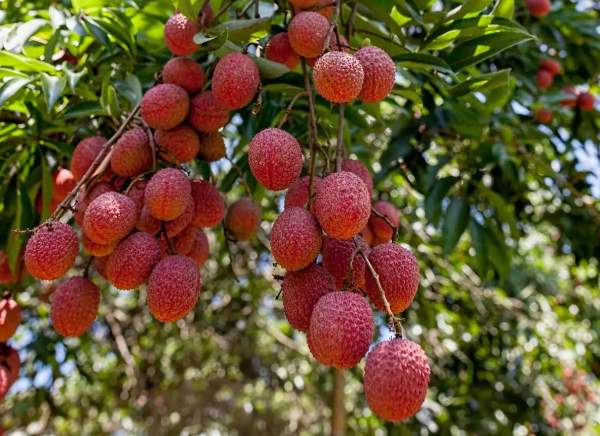 罗浮山荔枝(图1)