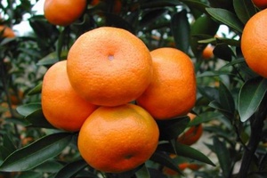 龙门年桔 - 和风乐游农庄