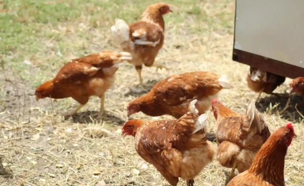 惠州三黄鸡(图1)