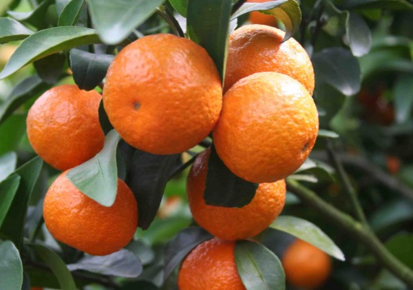 四会沙糖桔(图1)