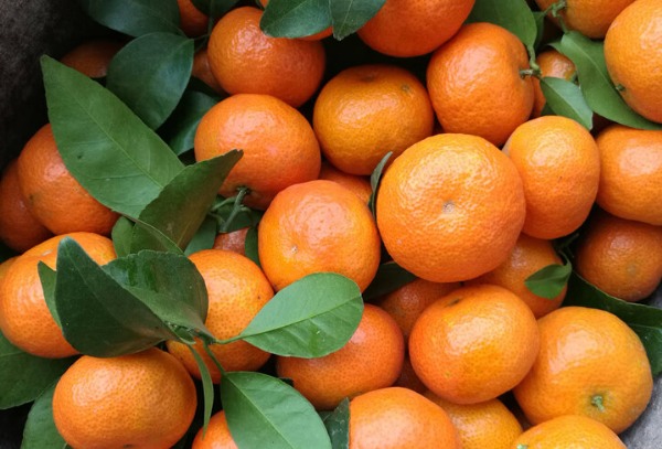 四会沙糖桔(图3)