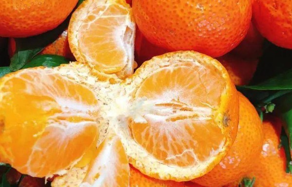 四会沙糖桔(图4)