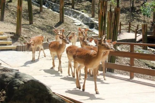竹海野生动物园(图3)
