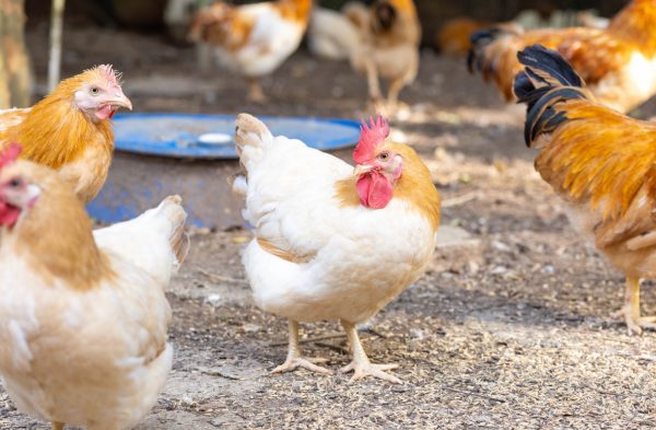 封开杏花鸡(图1)