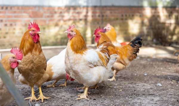 封开杏花鸡(图2)