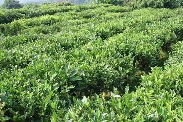 新垌茶(图1)