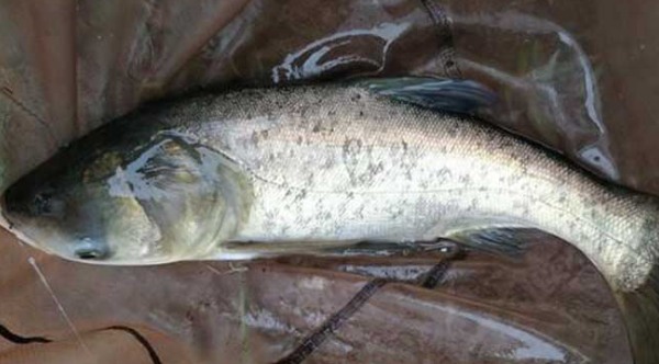 花亭湖鳙鱼(图1)