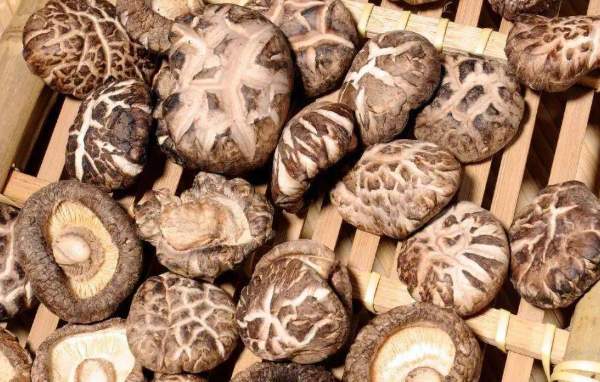 大别山花菇(图1)