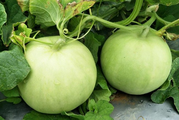 乐平雪梨瓜(图1)